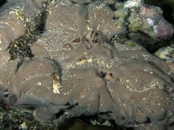 Clathria eurypa Guam 868-30_1