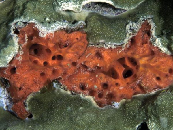 Clathria hirsuta~ Guam 869-34_1