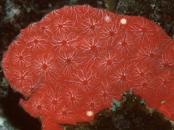 Clathria mima Guam 616-9_1