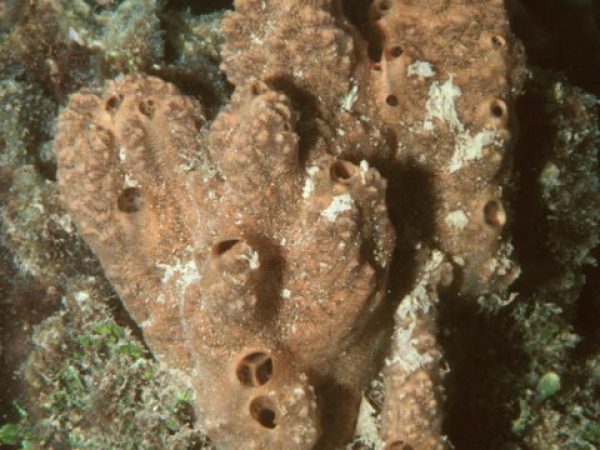 Clathria reinwardti Guam 577-35_1