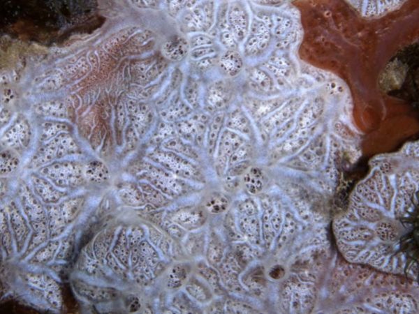 Clathria sp. 1 Guam 870-12_1