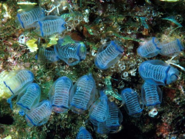 Clavelina moluccensis Guam 355-19