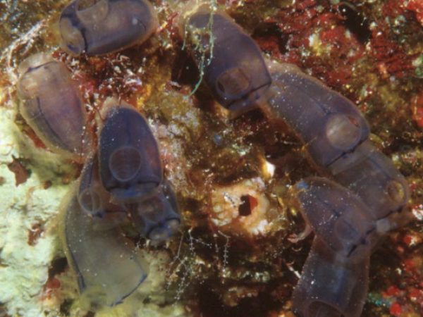 Clavelina sp. A Guam 587-22