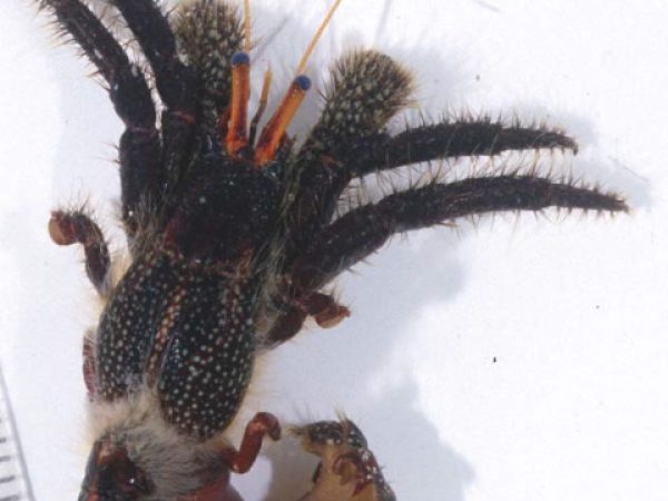 Clibanarius corallinus Guam 753b-10