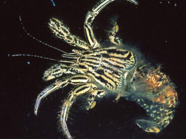 Clibanarius eurysternus Guam 850-25