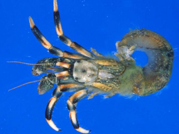 Clibanarius humilis Guam 850-18