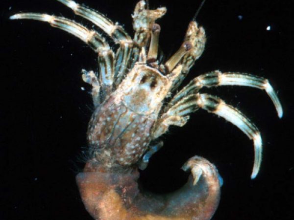 Clibanarius striolatus Guam 759-11