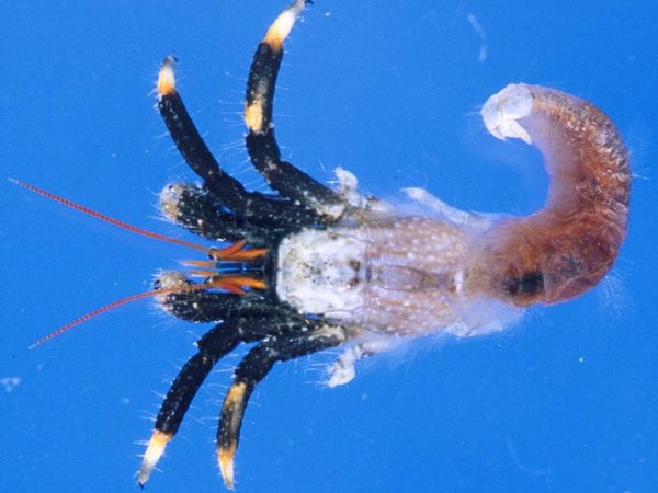 Clibanarius virescens Guam 850-9