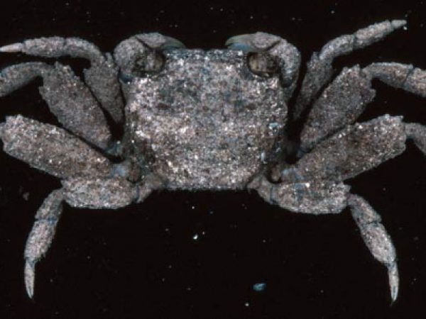 Clistocoeloma Guam 758-28