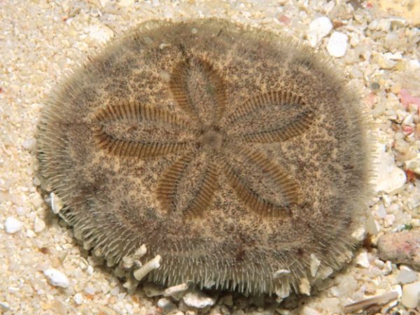 Clypeaster reticulatus Guam 523-26