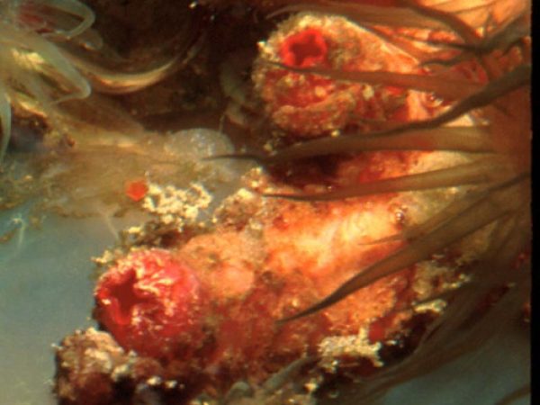 Cnemidocarpa irene Guam 568-18