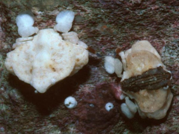 Coelocarcinus foliatus Guam 617-15