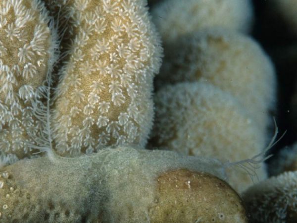 Coeloplana Guam 820-21_1