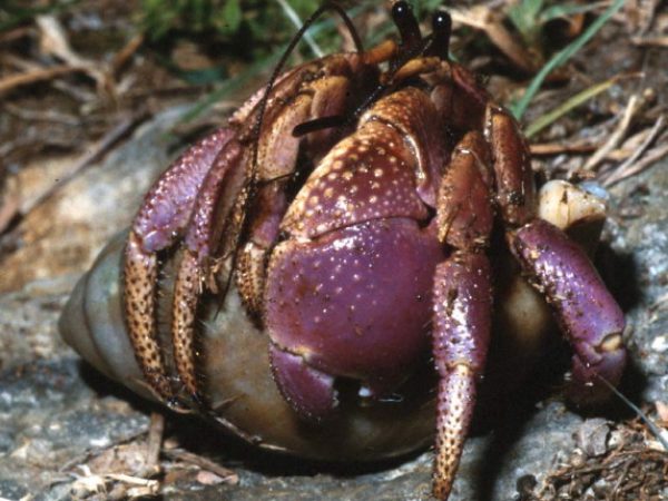 Coenobita brevimanus Guam 811-8