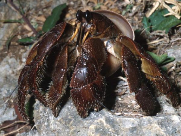 Coenobita cavipes Guam 811-3