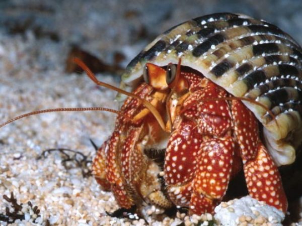 Coenobita perlatus Guam 809-18