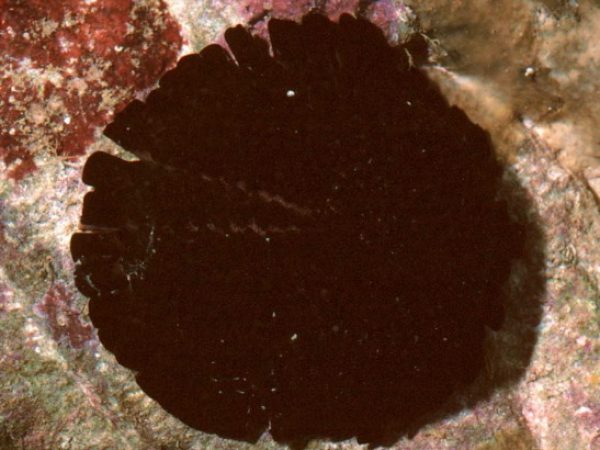 Colobocentrotus mertensii Guam 583-11