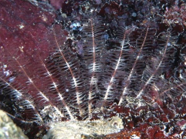 Comanthus wahlbergii Guam 815-18