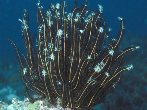 Comaster schlegelii Guam 649-32