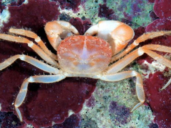 Conleyus defodio Guam 694-21