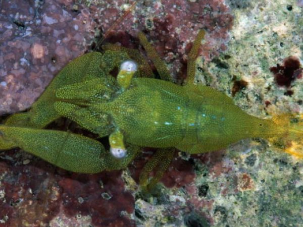 Corallicaris graminea Guam 821-37