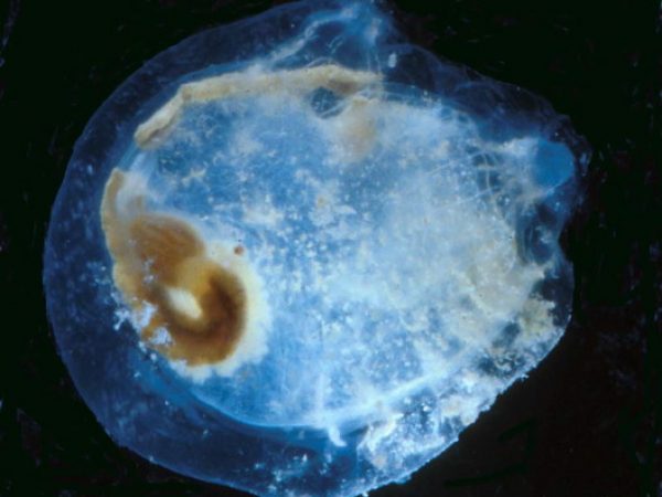 Corella minuta Guam 745-2