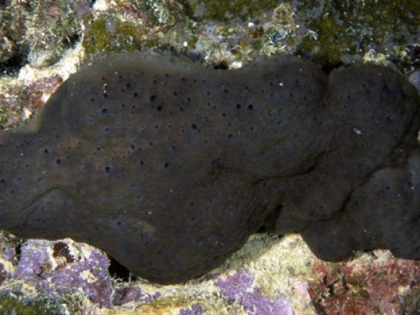 Corticium sp. 1 Guam 868-5_1