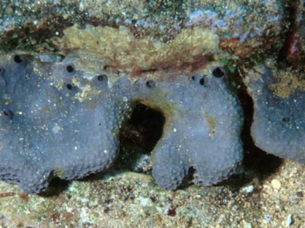 Coscinoderma cf. matthewsi Guam 763-1_1