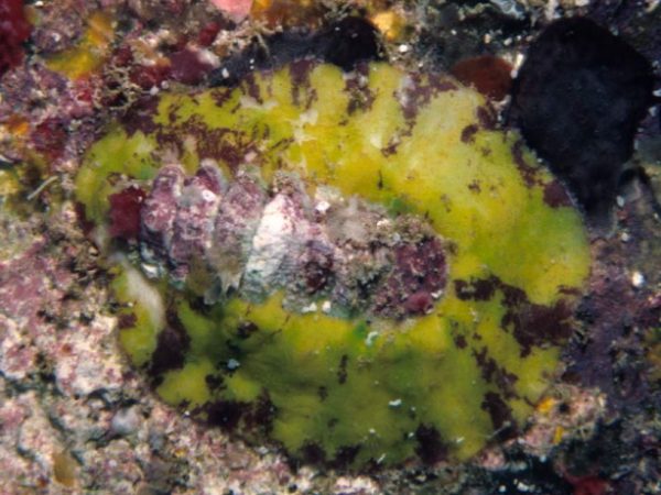 Craspedochiton laqueatus Guam 455-17_2