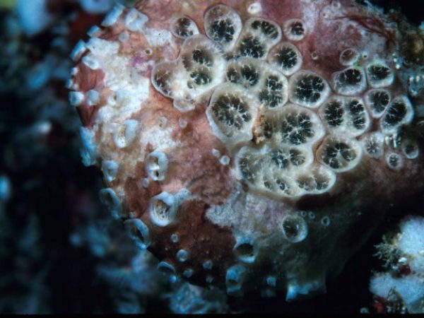 Crella cyathophora Guam 253-20_1