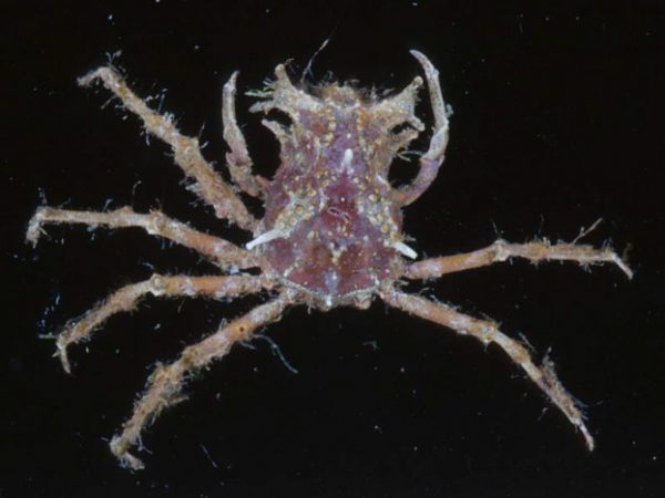 Criocarcinus superciliosus Guam 692-22