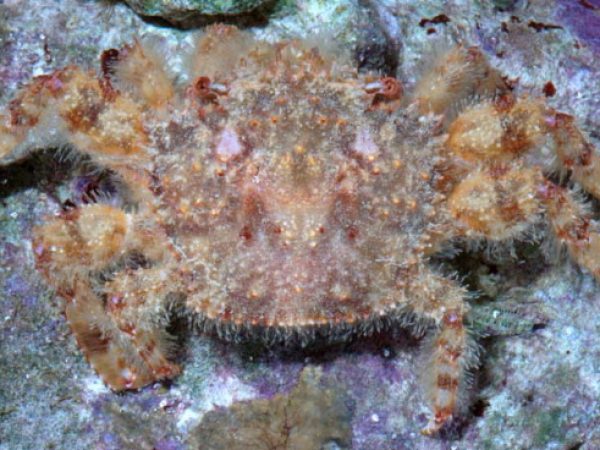 Crossotonotus spinipes Guam 540-29