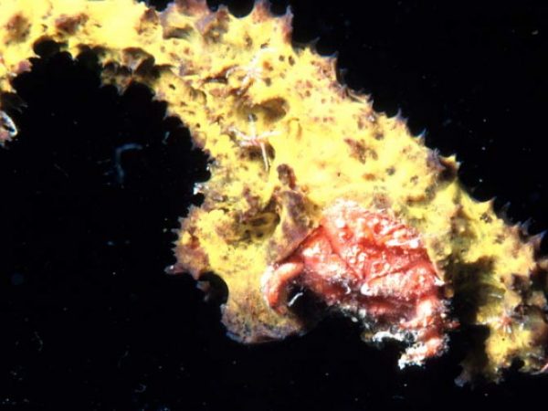 Cryptodromiopsis unidentata Guam 380-32