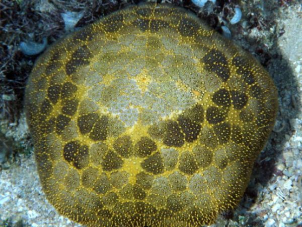 Culcita novaeguineae Guam 775-12