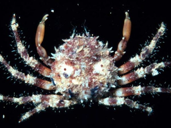 Cyclax suborbicularis Guam 463-1