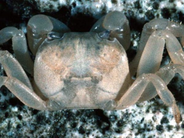 Cyclograpsus sp. 1~ Guam 738-2