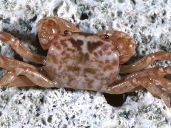 Cyclograpsus sp. 2 Guam 738-30