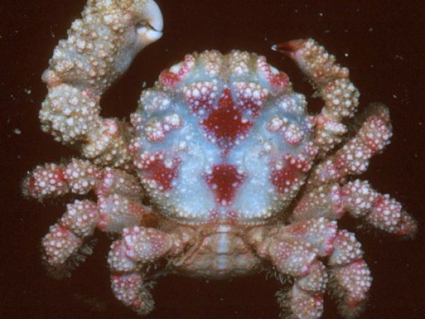 Cymo quadrilobatus Guam 656-6