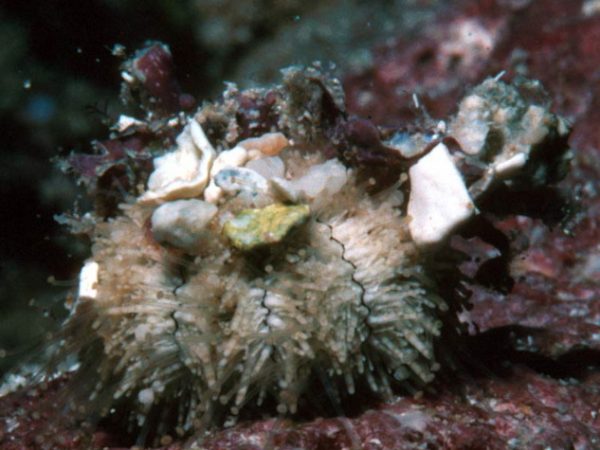 Cyrtechinus verrucosus Guam 646-19