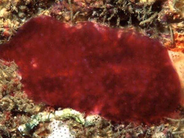 Cystodytes violatinctus Guam 590-8