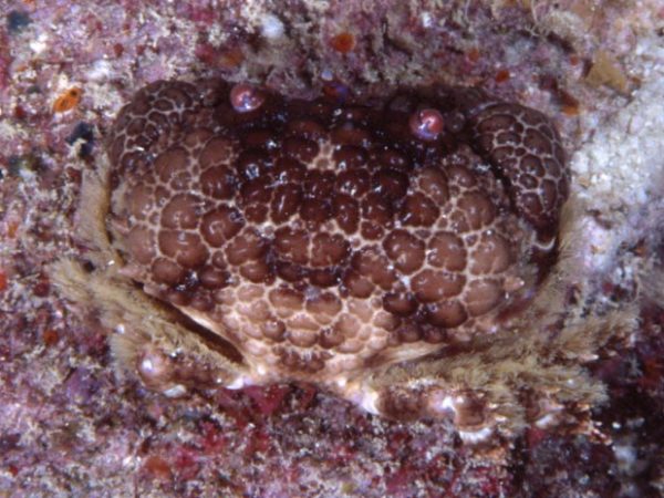 Daira perlata Guam 845-4