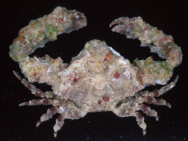 Daldorfia horrida Guam 836-3