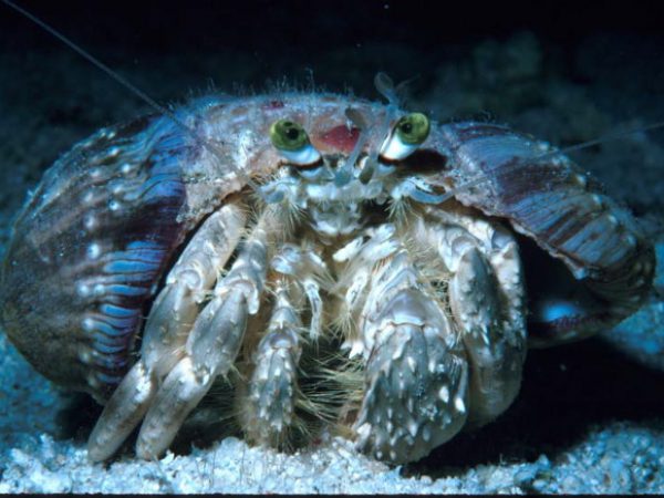 Dardanus deformis Guam 413-28