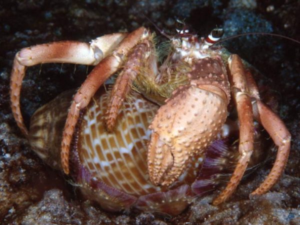 Dardanus gemmatus Guam 833-13