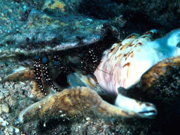 Dardanus guttatus attacking Lambis Guam 517-26