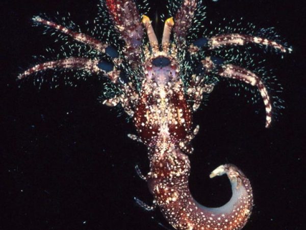 Dardanus lagopodes Guam 764-31