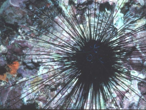 Diadema savignyi Guam 376-11