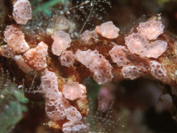 Didemnum cuculliferum~ Guam 581-9