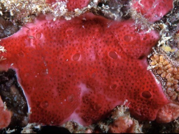 Didemnum granulatum Guam 756-24