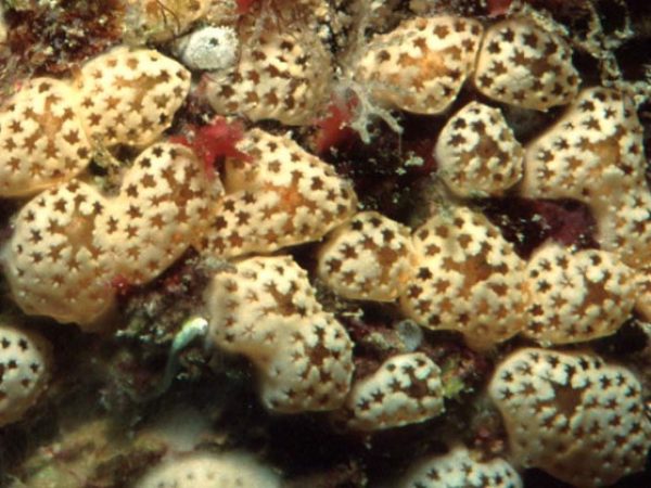 Didemnum ligulum A Guam 570-9